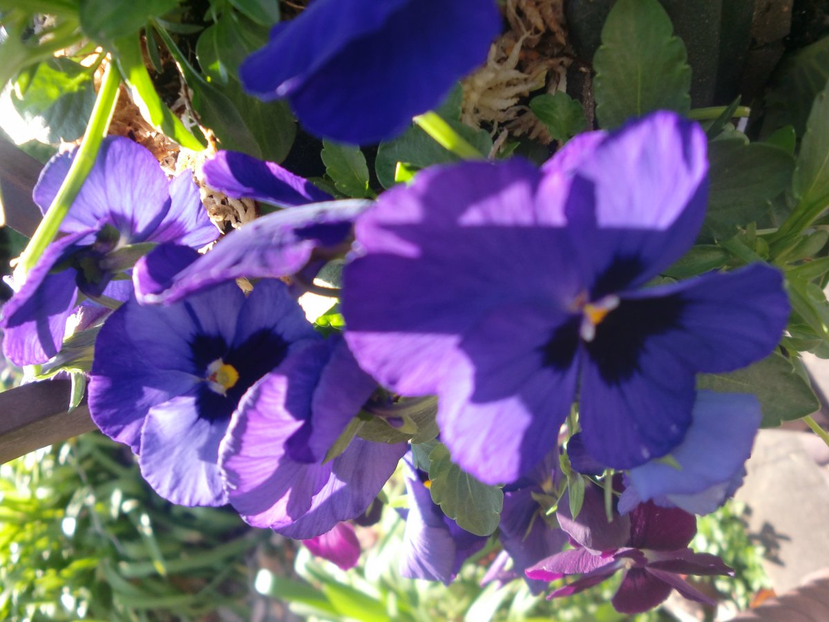 purple pansy pictures