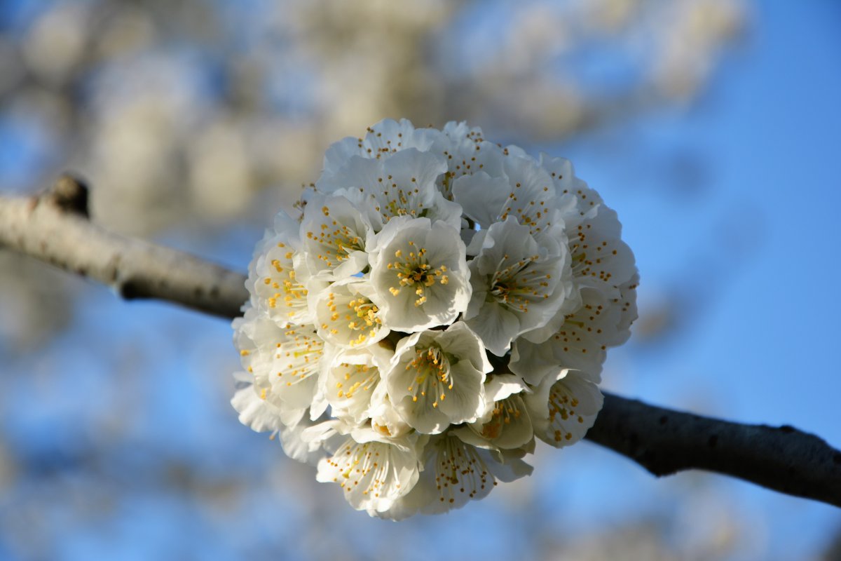 Pictures of cherry blossoms as white as snow