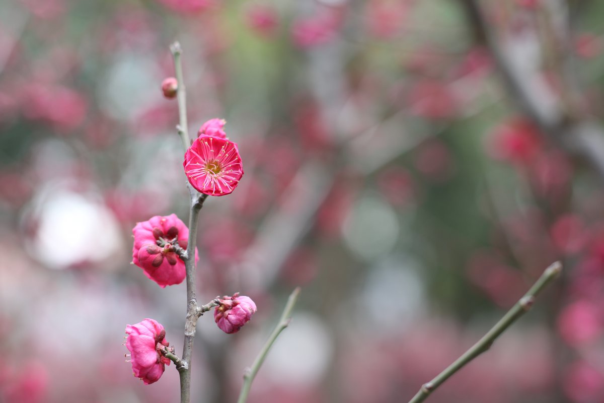 Blooming red plum blossom pictures