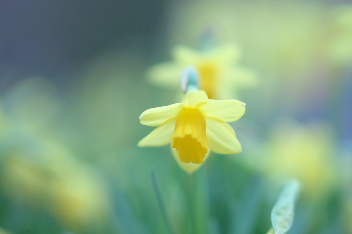 Pictures of daffodils in bud