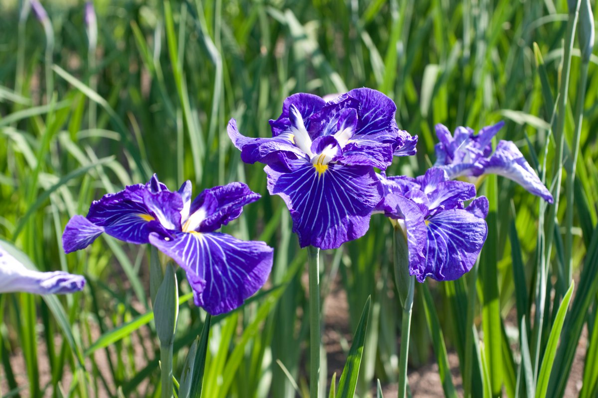 beautiful iris flower pictures