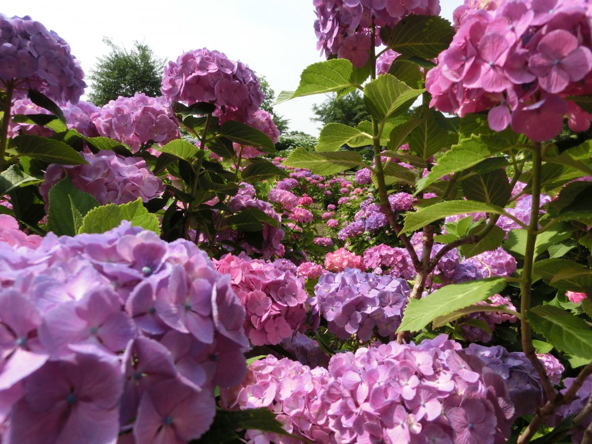Pink hydrangea pictures