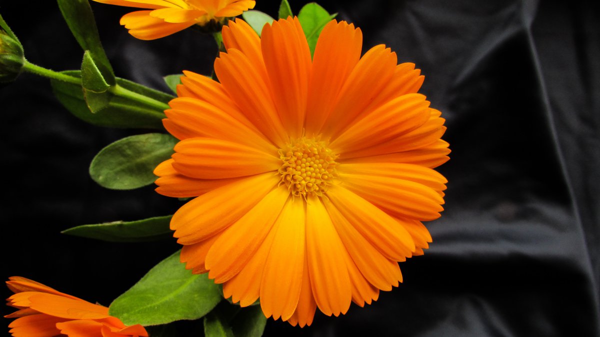 Marigold HD close-up pictures