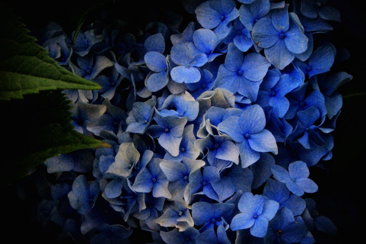 Blooming hydrangeas pictures