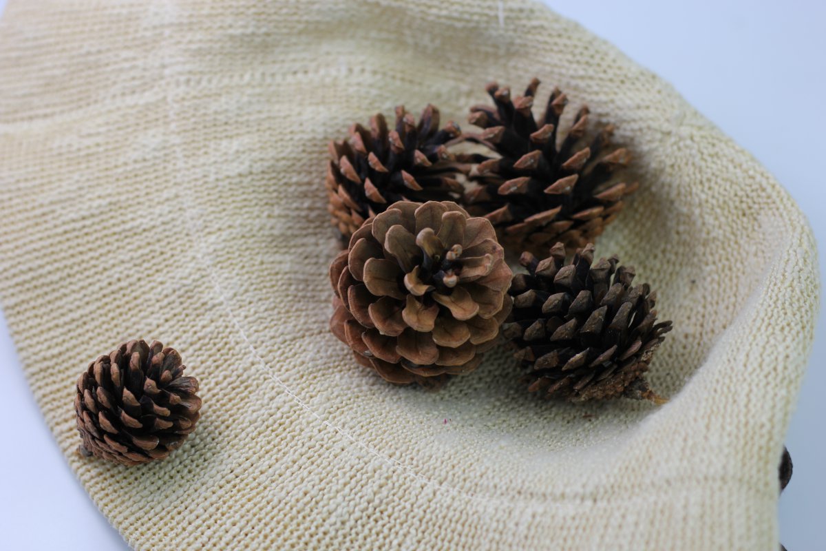 Nice pictures of dry pine cone
