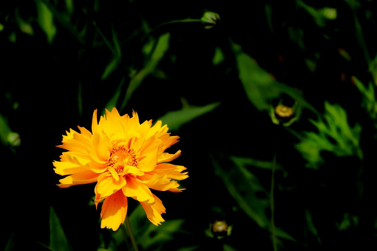 Yellow coreopsis HD pictures