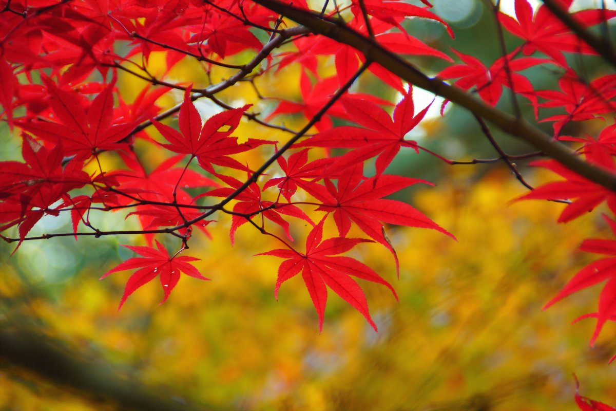 HD pictures of red maple leaves