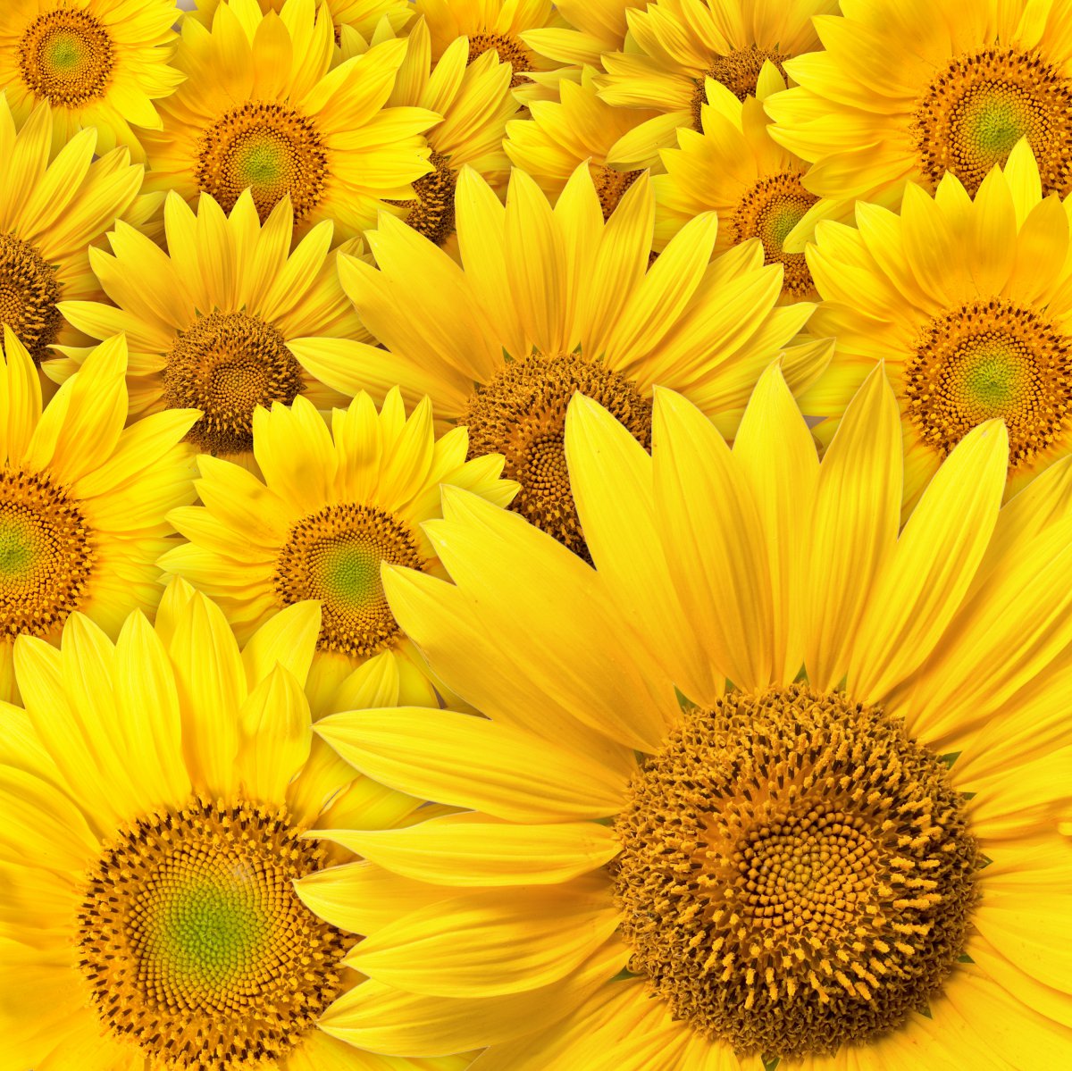 Beautiful sunflower picture large picture