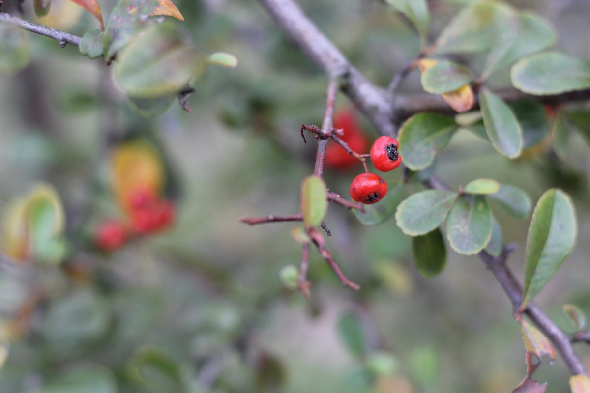 Pyracantha fruit HD pictures