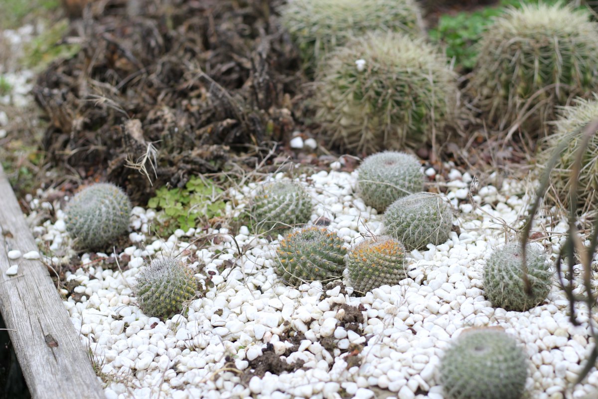 Cactus picture big picture