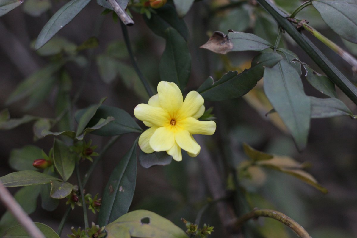 Yellow jasmine pictures