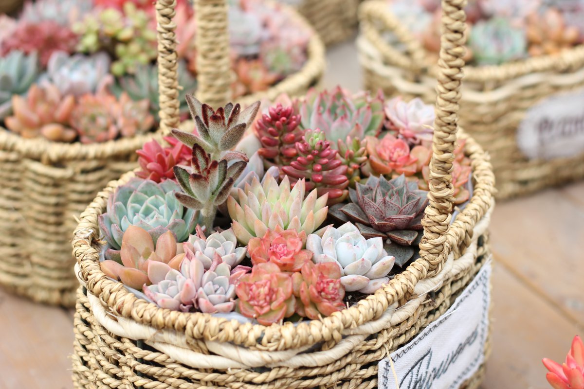 Succulent pictures in basket