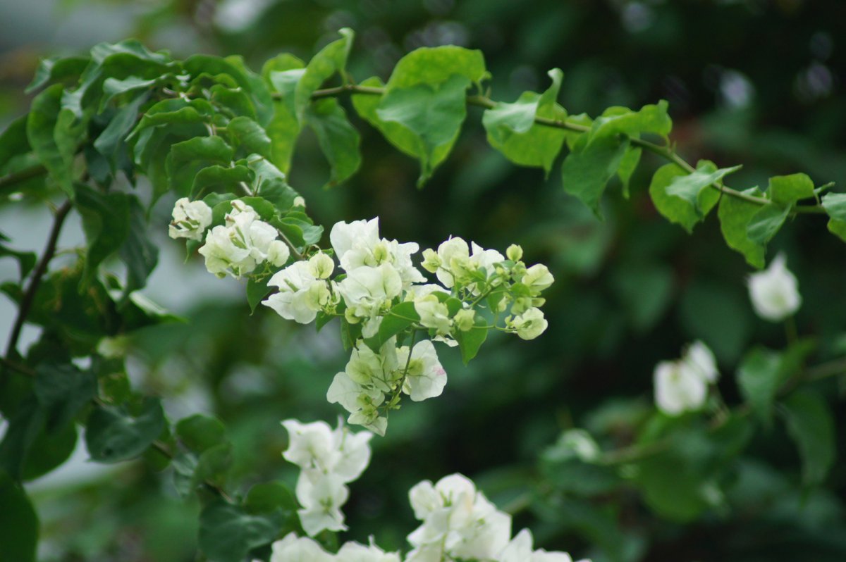 White bougainvillea flower HD picture