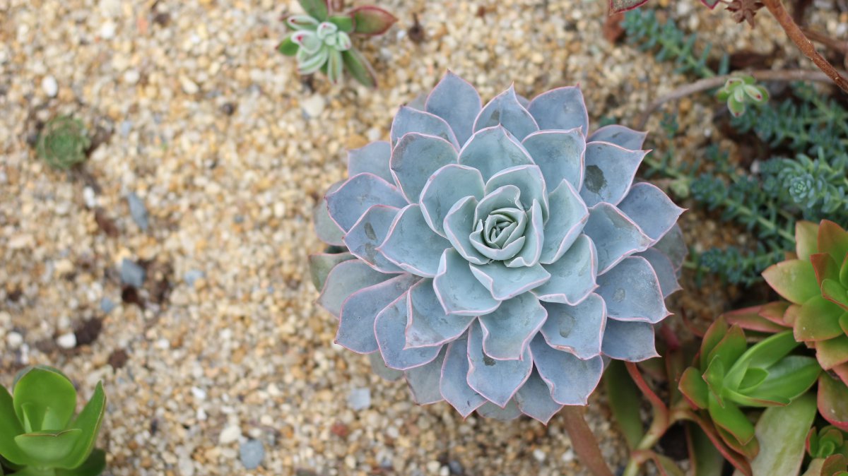 Blue Echeveria succulent HD pictures