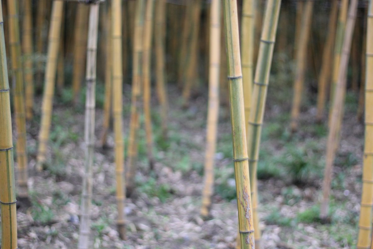 Pictures of green trough moso bamboo