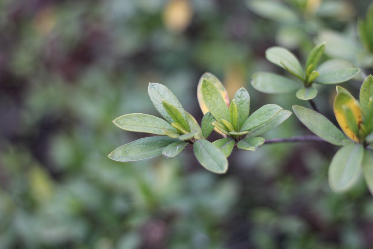 Splendid Rhododendron Pictures