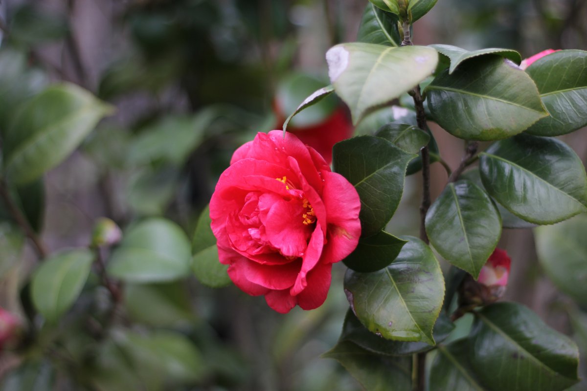 Hongzhen camellia pictures