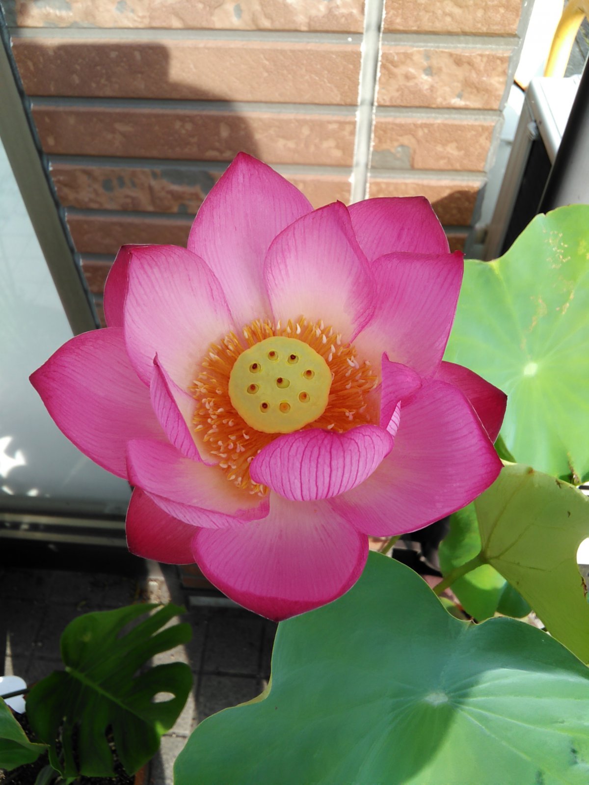 Pale pink water lily pictures