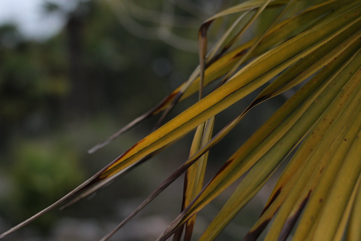 Yellow palm leaves pictures