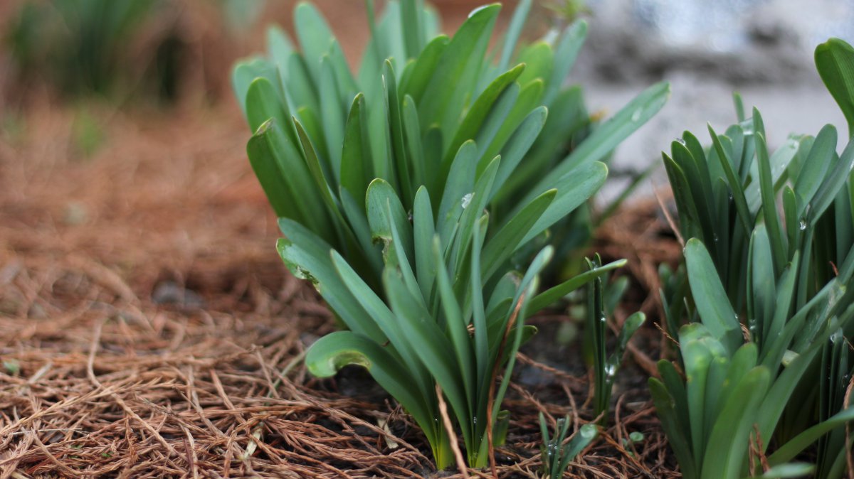 HD pictures of Lycoris brevifolia