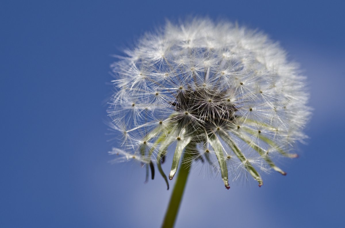 Beautiful dandelion HD pictures