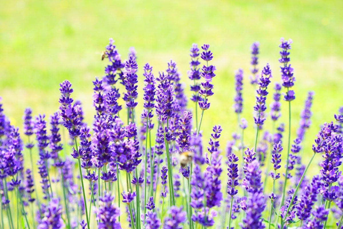 Purple lavender HD pictures