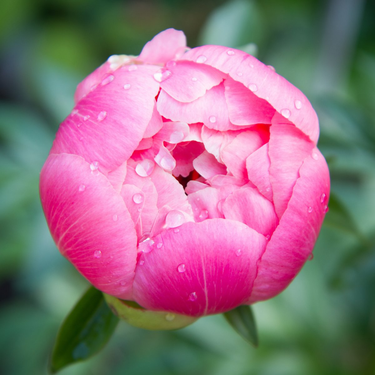 Large picture of rich peony flower