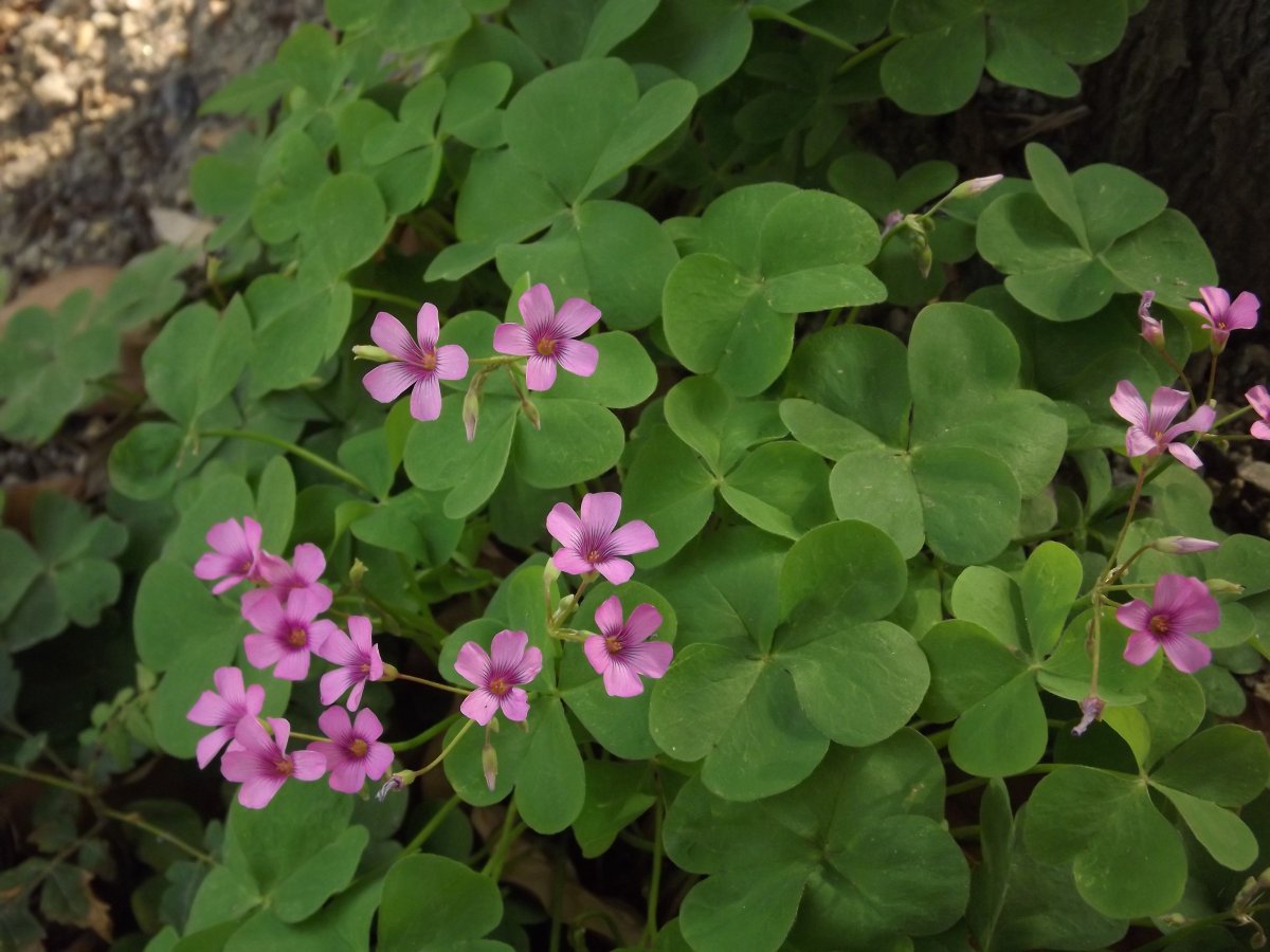 Fresh four-leaf clover HD pictures