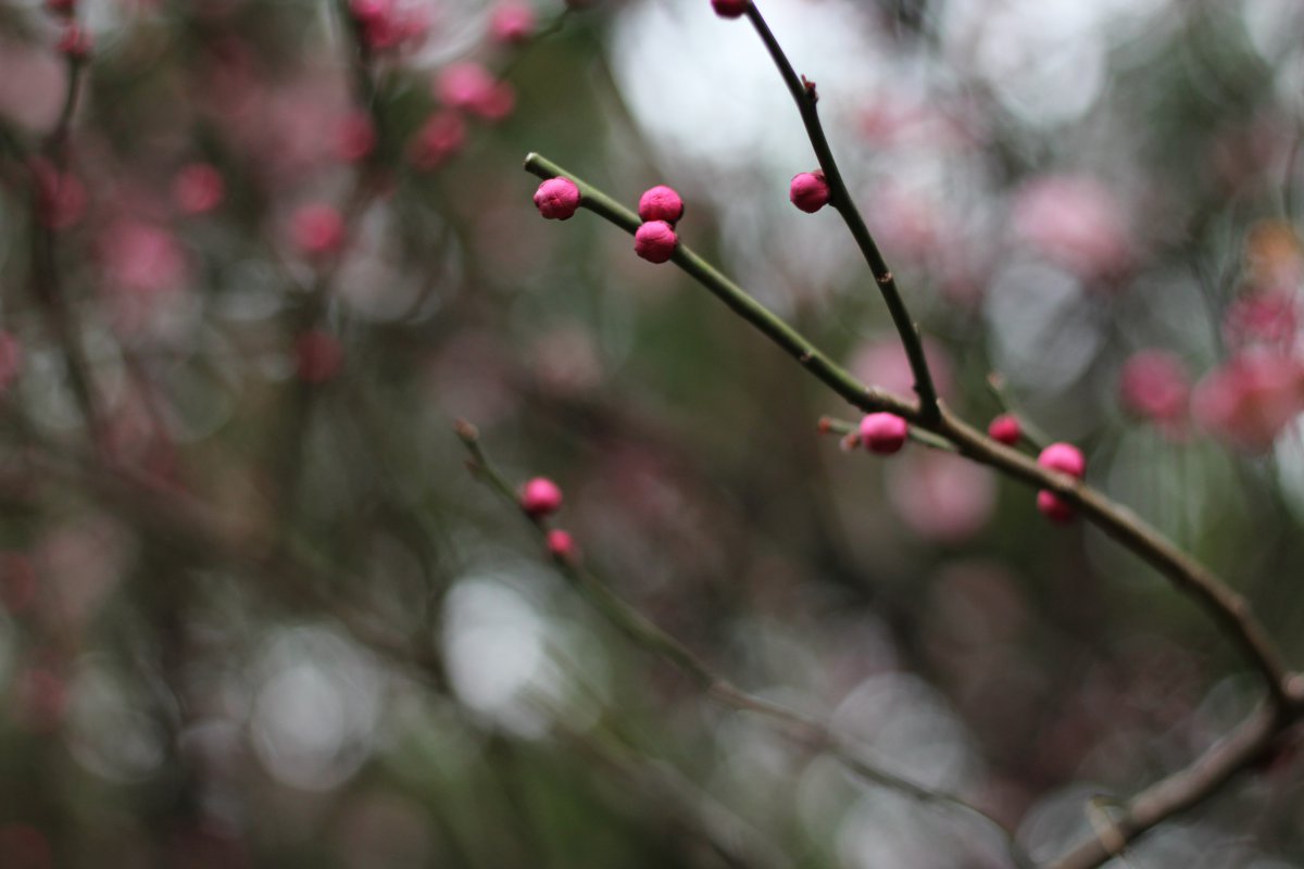 Pictures of red plum blossoms
