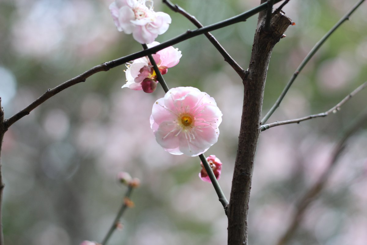 Pink plum blossom pictures