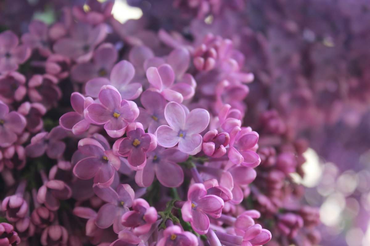 Purple lilac flower HD picture