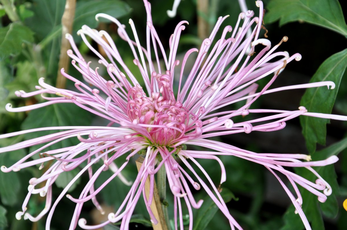 Autumn chrysanthemums HD pictures