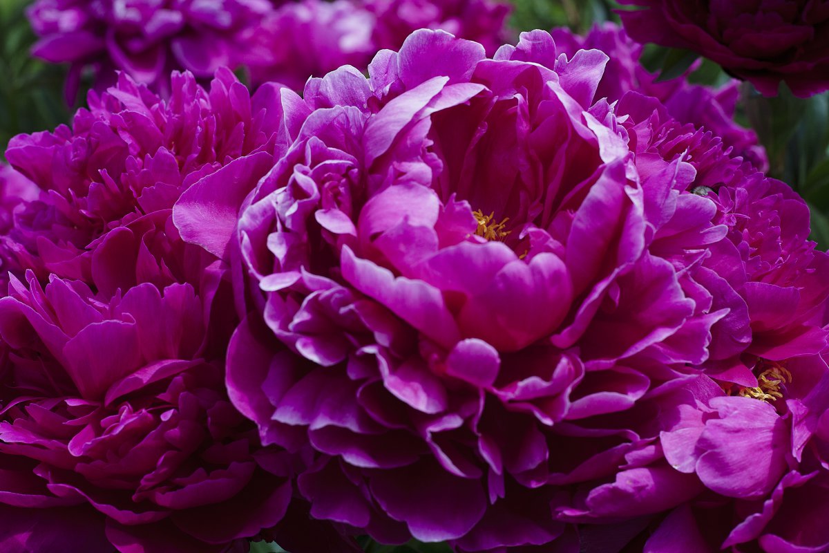 Beautiful peony flowers HD pictures