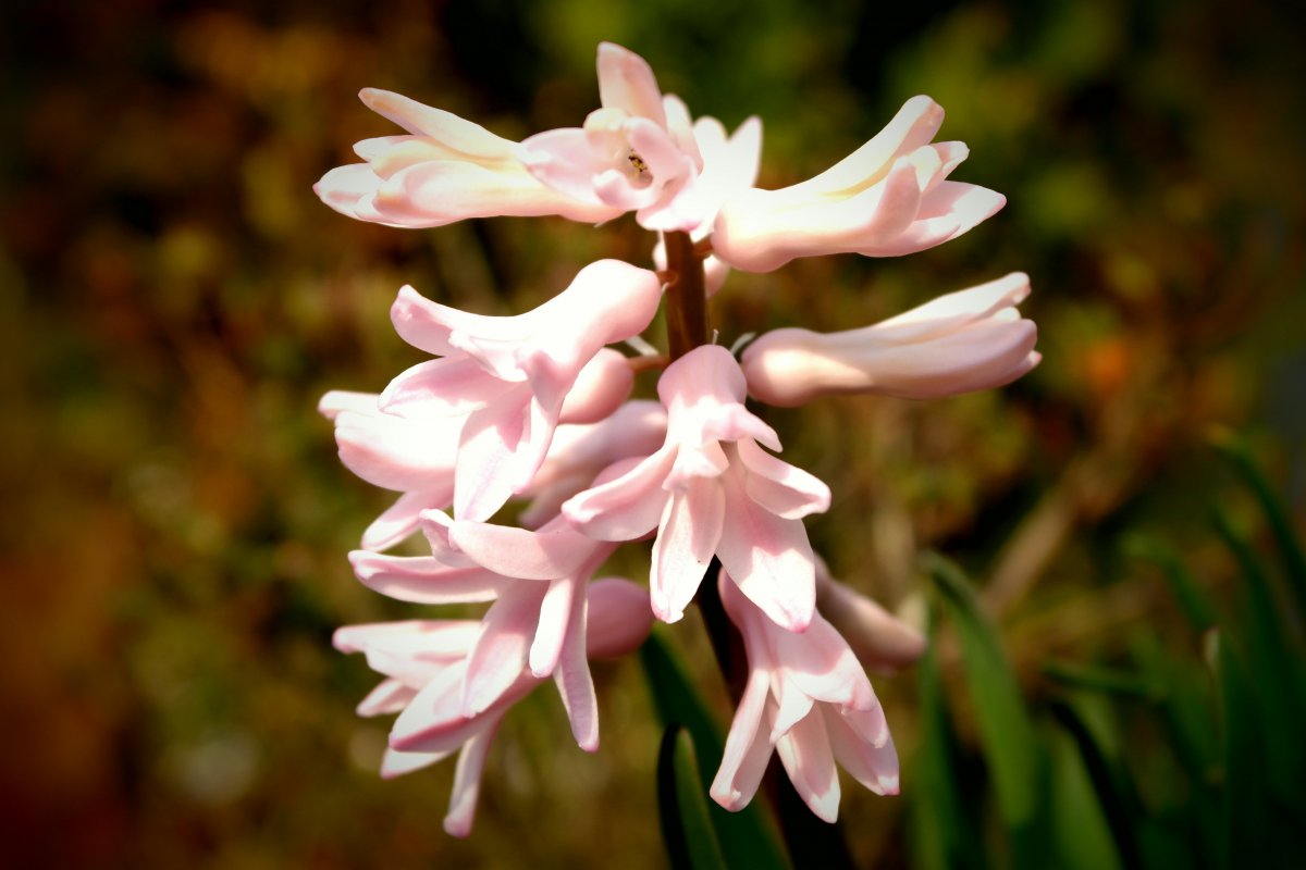 pink hyacinth pictures