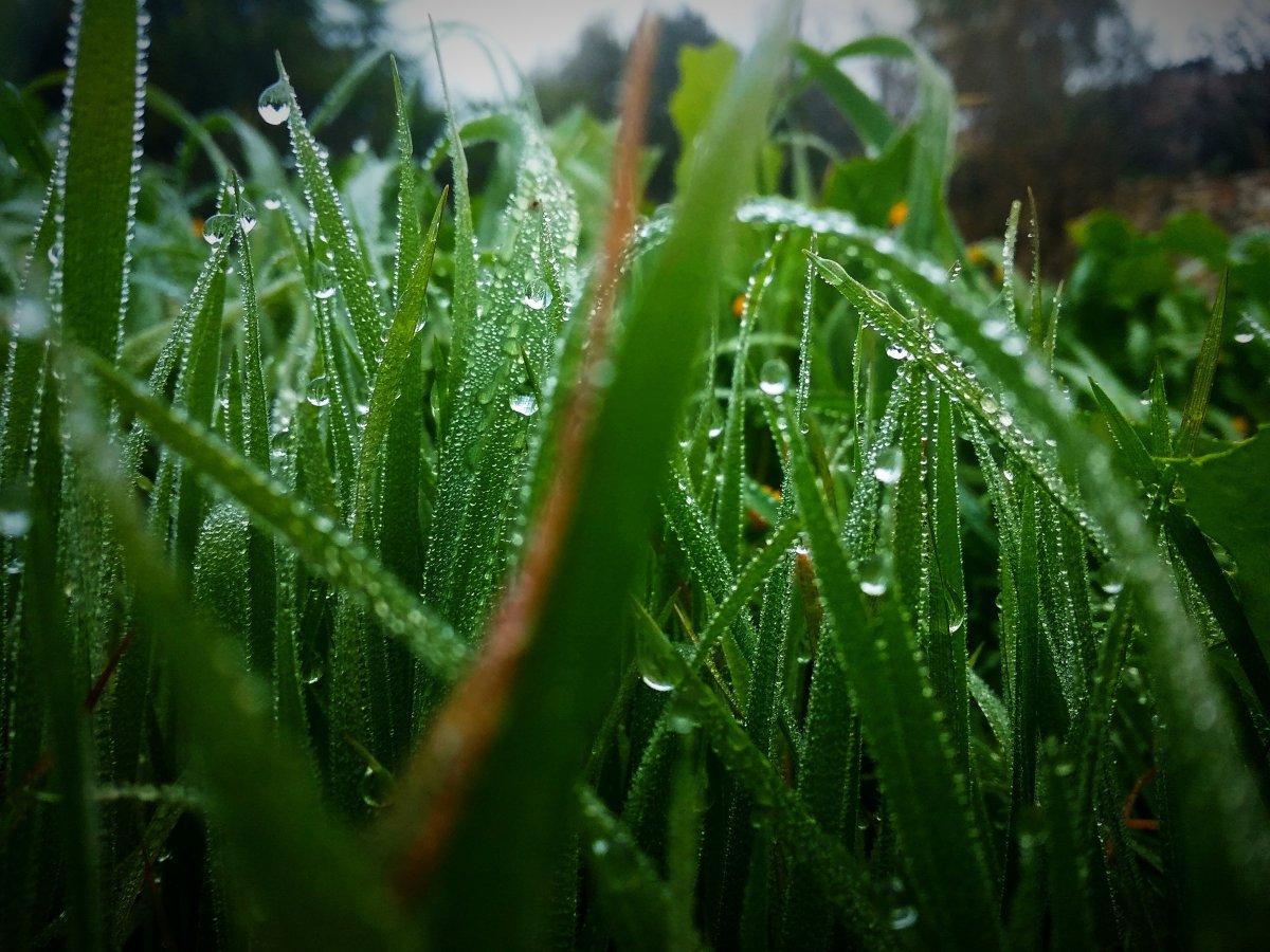 Pictures of grass hanging with water drops