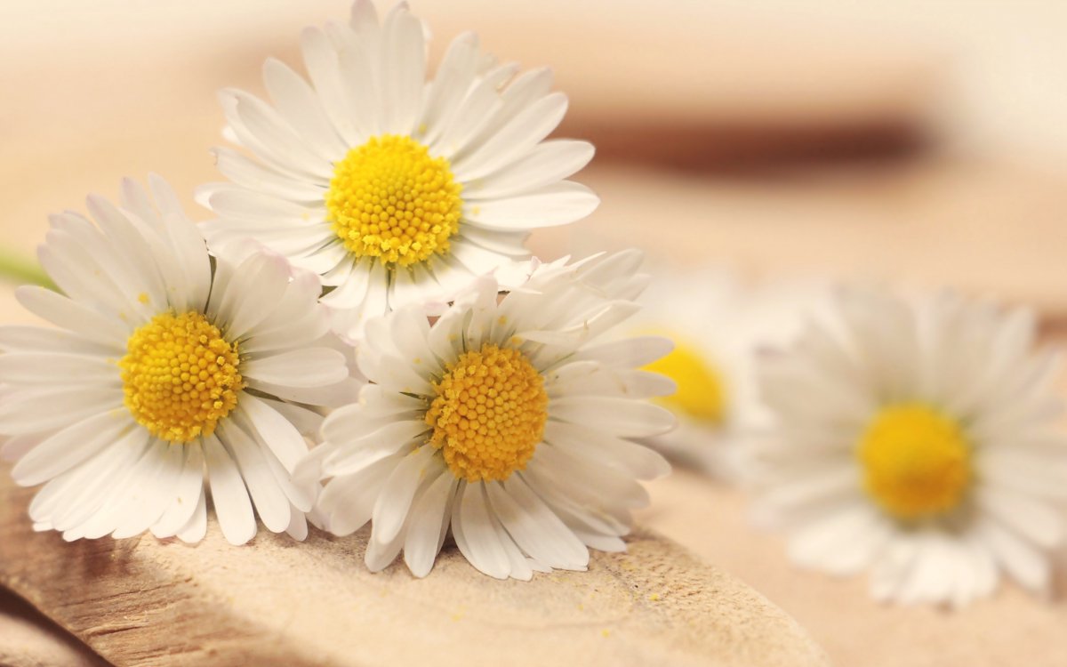 pure daisy pictures
