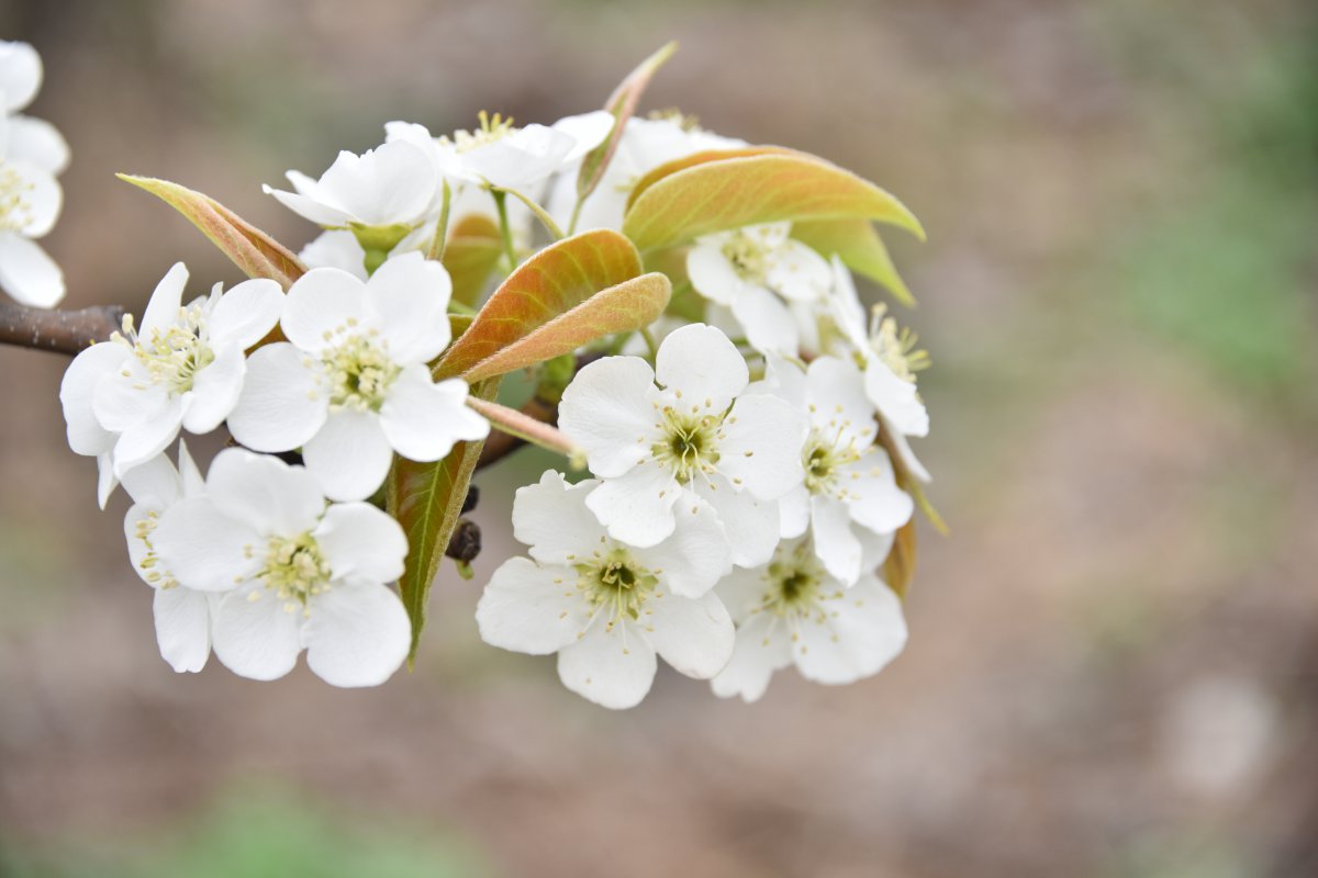 Snow white pear blossom pictures