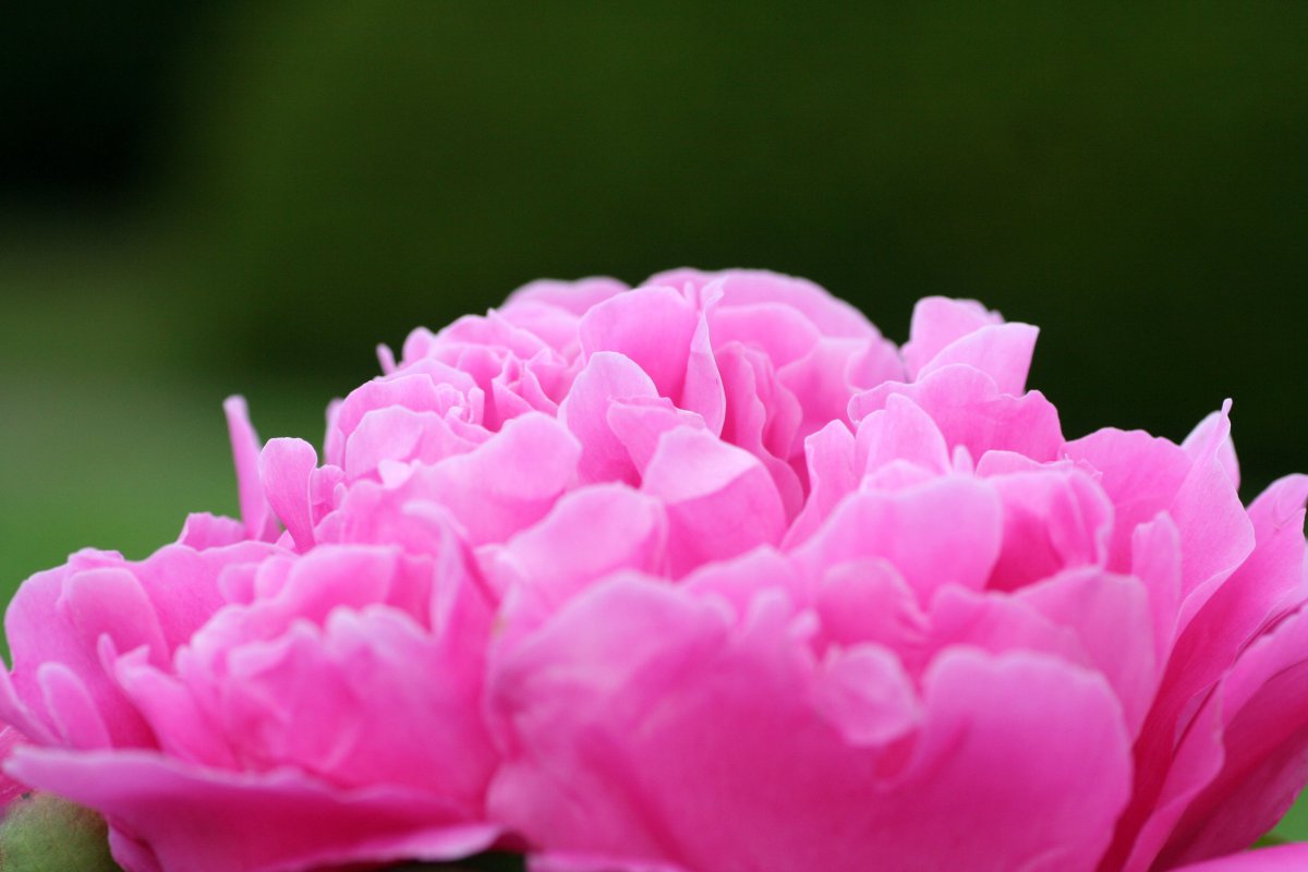 Pictures of brightly colored peonies