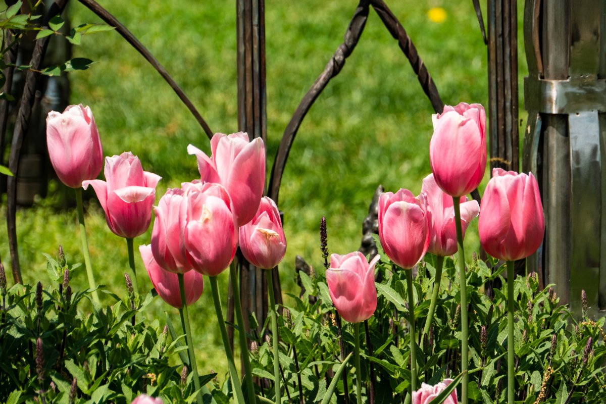 Pictures of tulips in different colors
