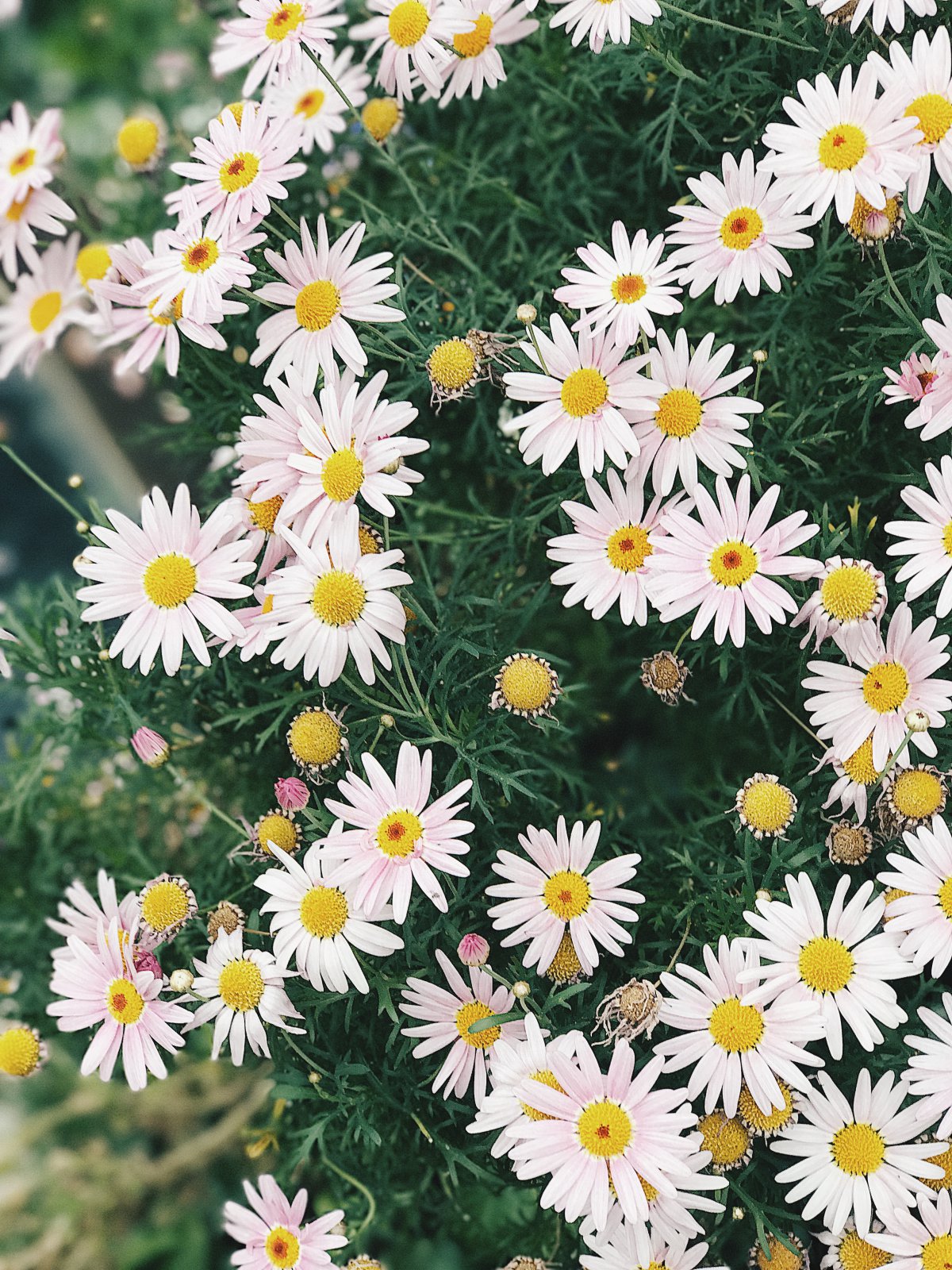blooming daisy pictures