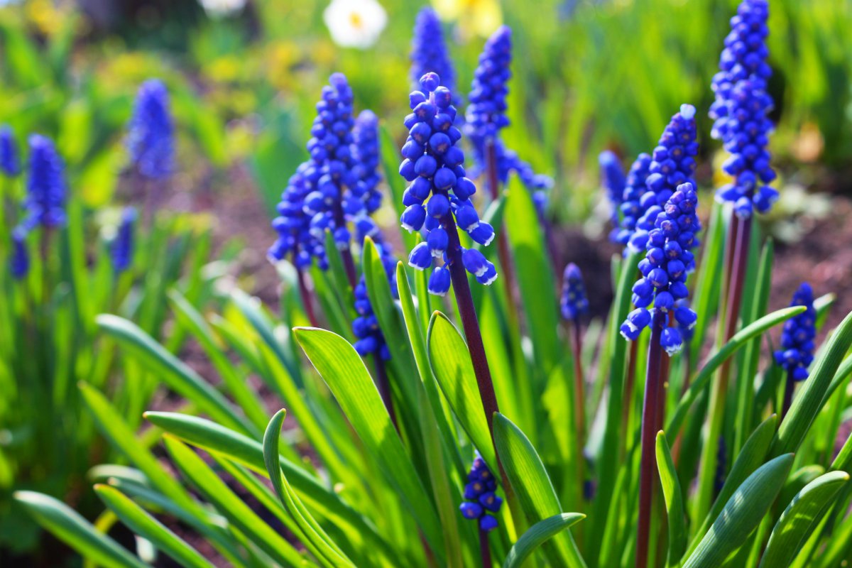 Richly colored hyacinth pictures