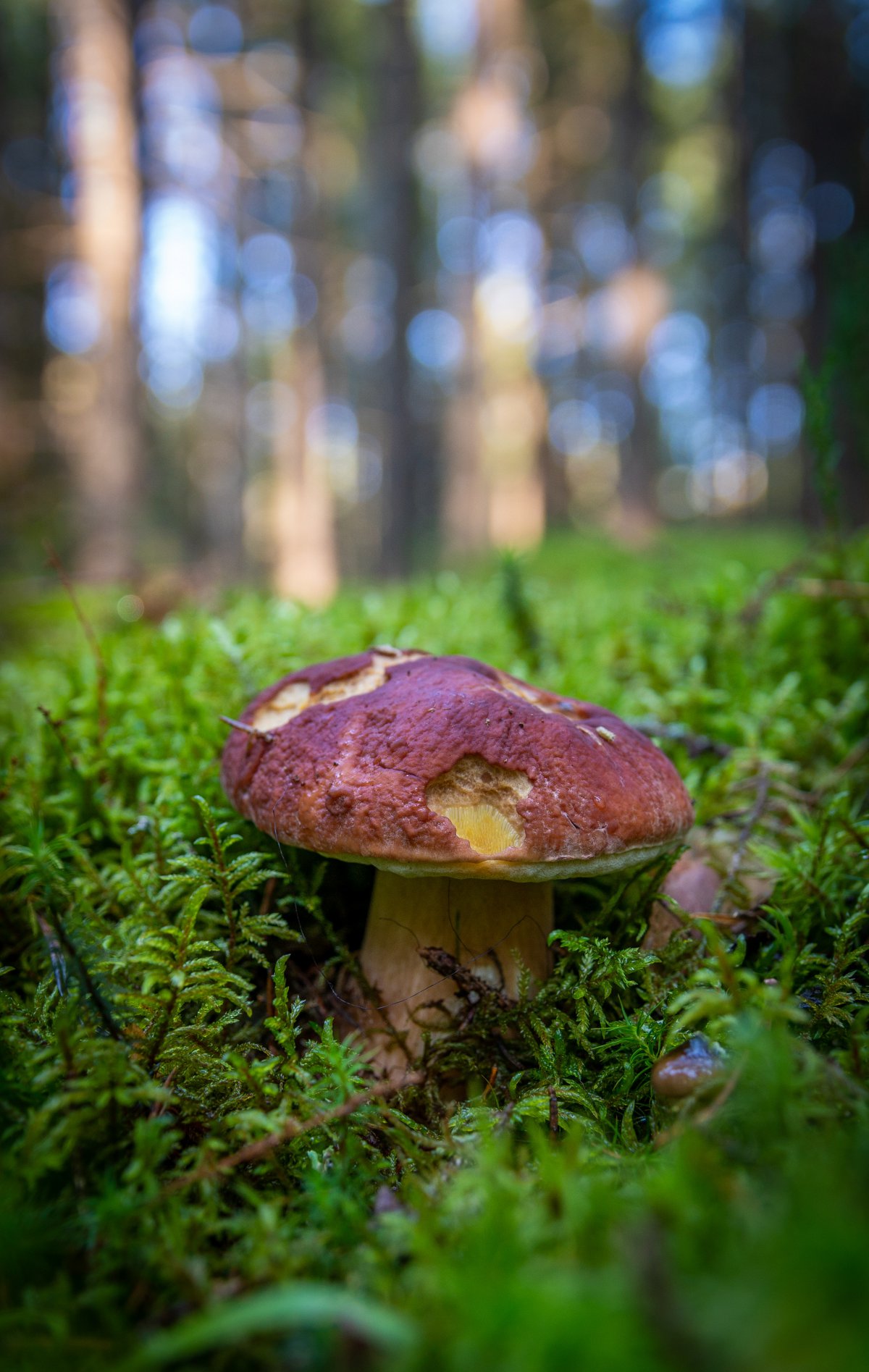 Picture of a mushroom in the forest