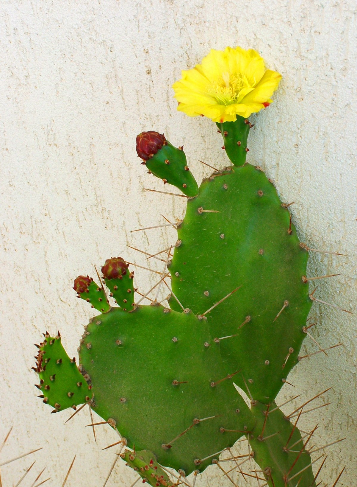 Close-up picture of cactus spitting