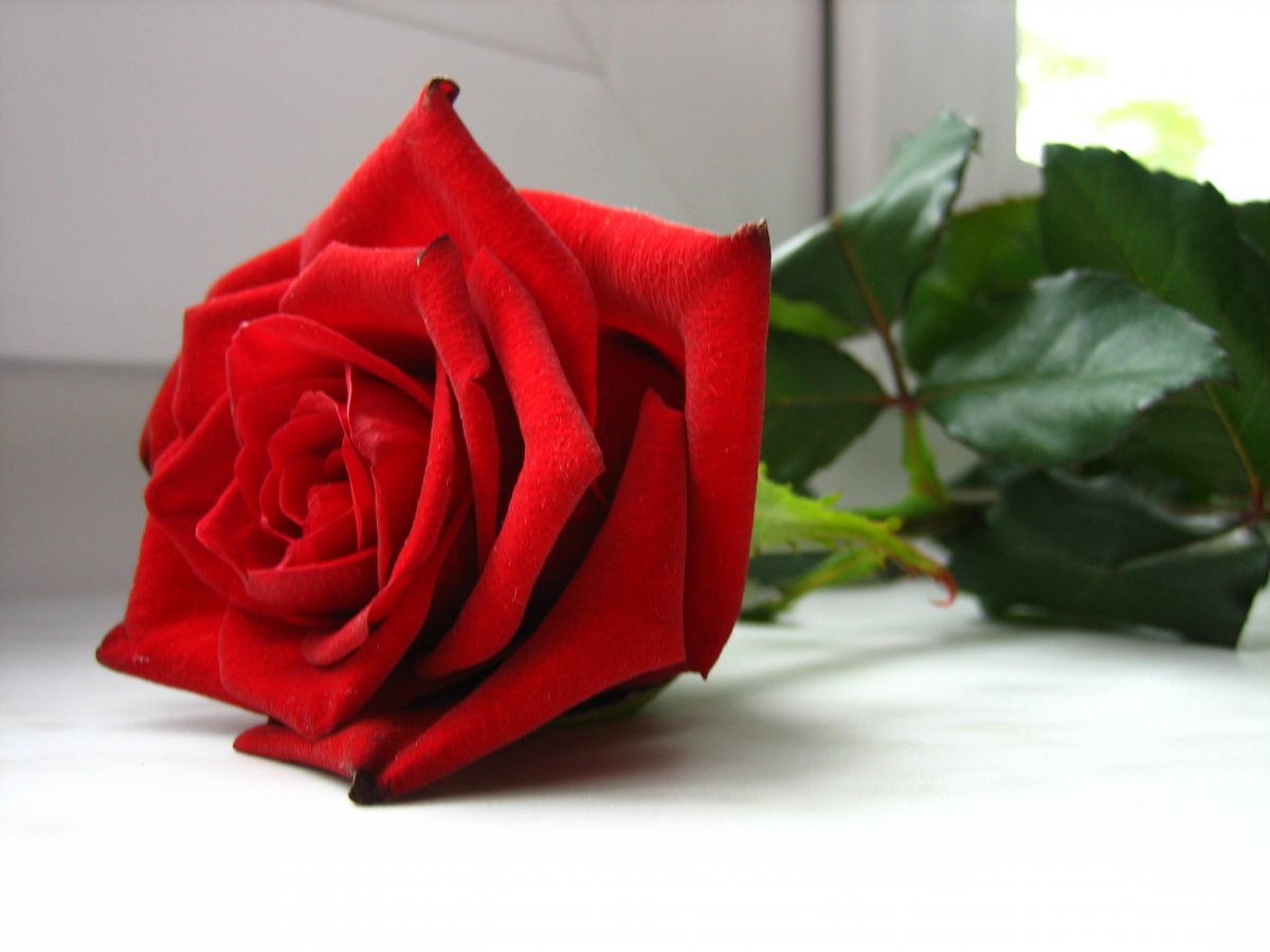 A red rose picture