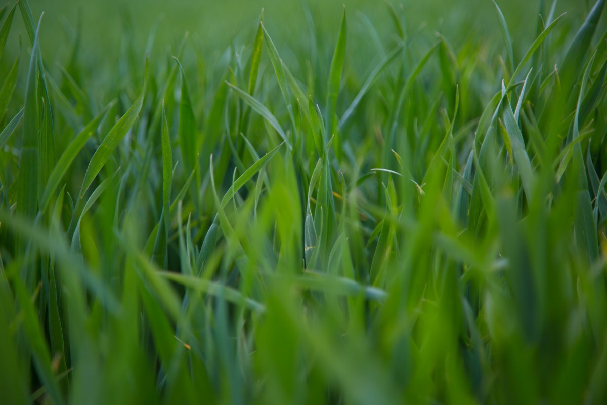 Green grass HD pictures