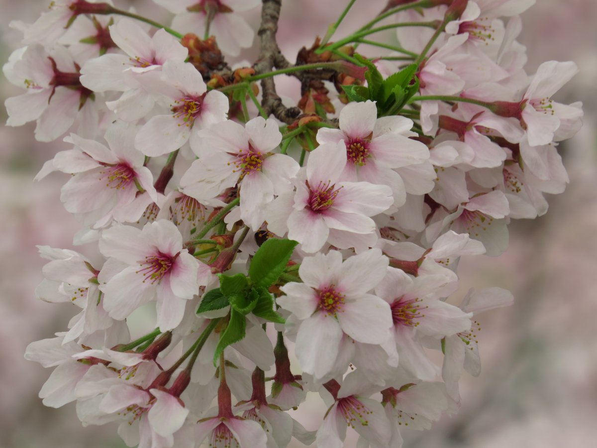 Pink cherry blossom pictures