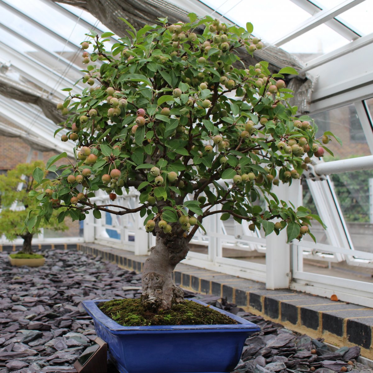 Pictures of bonsai with spreading branches and leaves