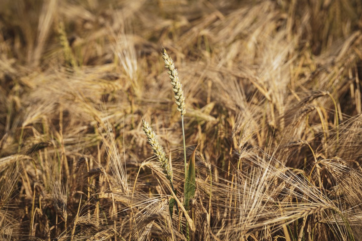 Wheat HD pictures