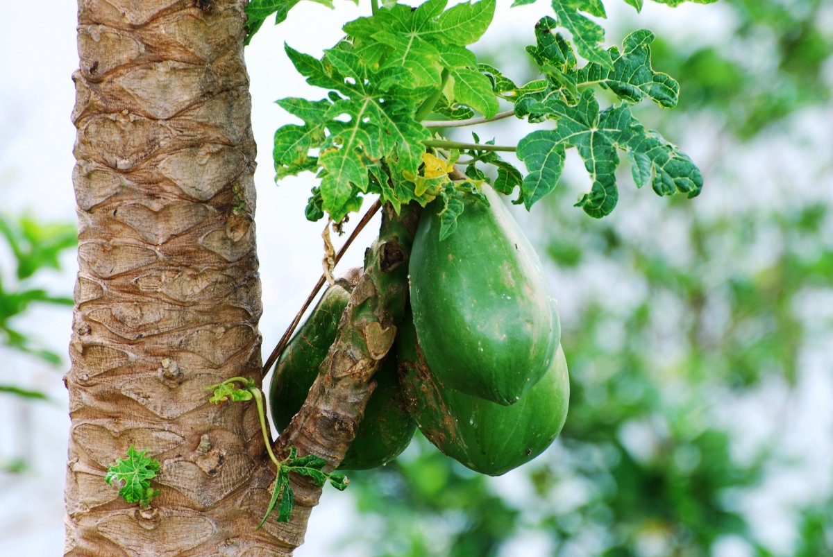 Papaya picture of papaya tree