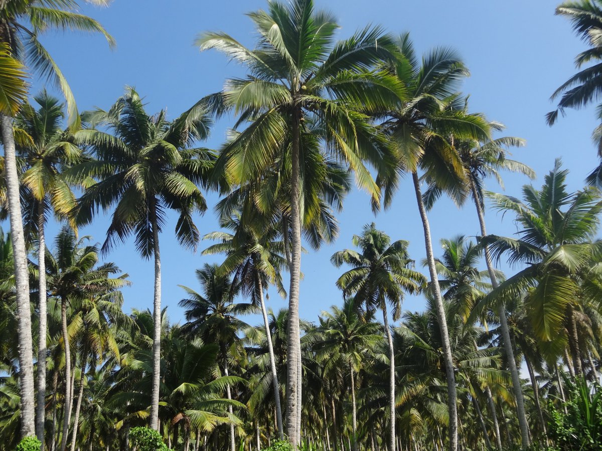 Evergreen trees coconut trees HD pictures